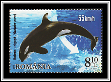 Killer Whale (Orcinus orca)