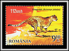 Cheetah (Acinonyx jubatus)