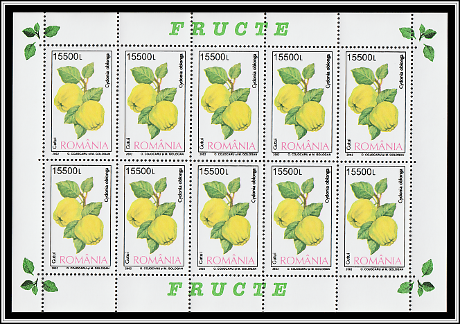 Quince (Cydonia oblonga)