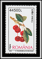 Sour Cherry