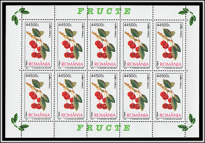 Sour Cherry (Cerasus vulgaris)