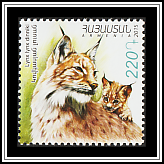 Caucasian Lynx