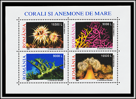 Corals and Anemones