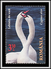 Mute Swan