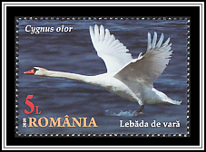 Mute Swan