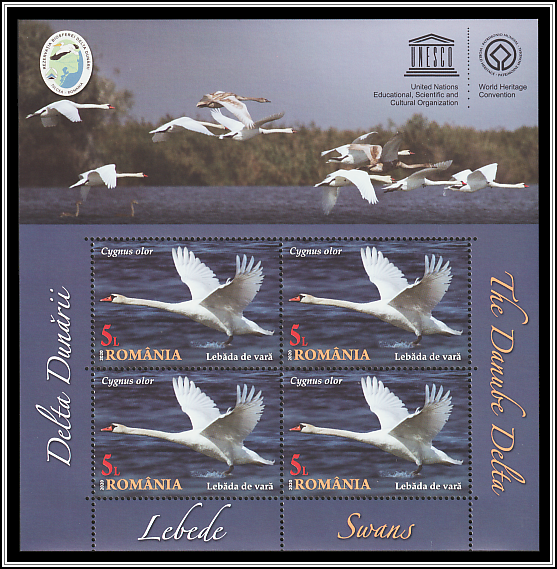 	Mute Swan (Cygnus olor)