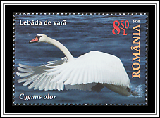 Mute Swan
