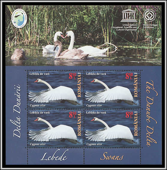 	Mute Swan (Cygnus olor)