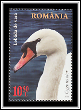 Mute Swan