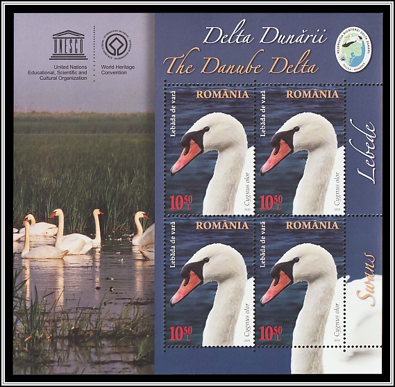 	Mute Swan (Cygnus olor)