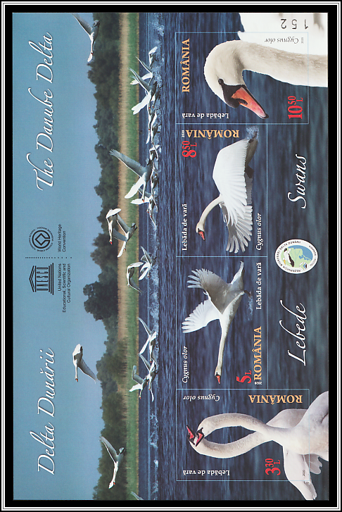 	Mute Swan (Cygnus olor)