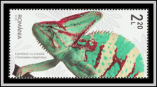 Veiled Chameleon (Chamaeleo calyptratus)