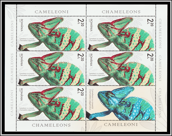 Veiled Chameleon (Chamaeleo calyptratus)