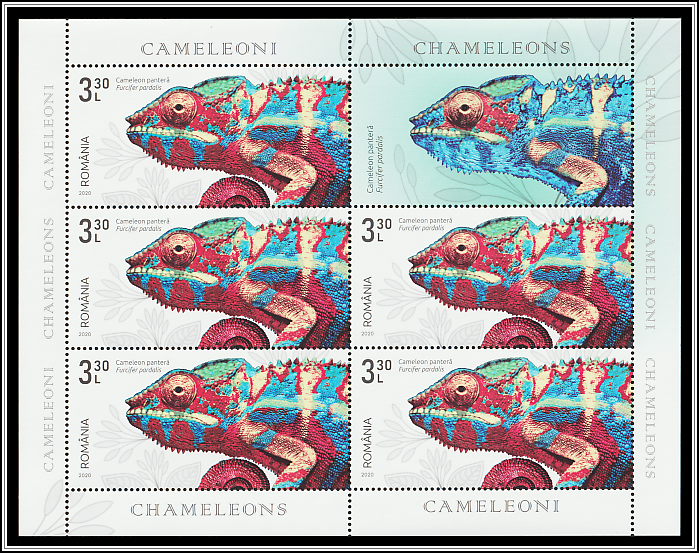 Panther Chameleon (Furcifer pardalis)
