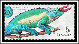 Jackson's Chameleon (Trioceros jacksonii)