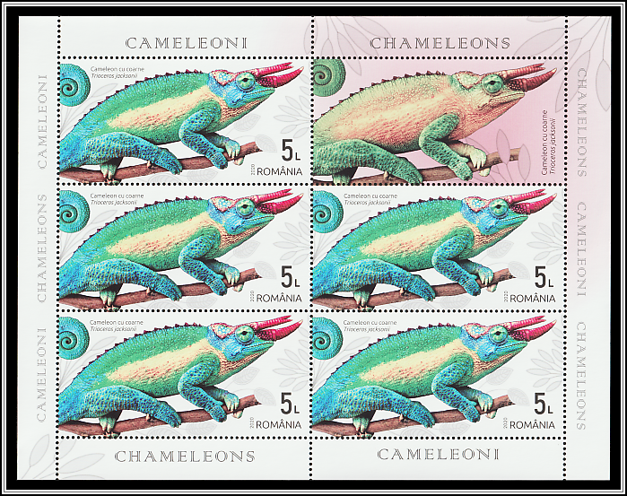 Jackson's Chameleon (Trioceros jacksonii)