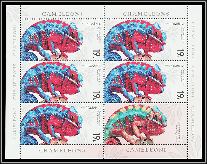Panther Chameleon (Furcifer pardalis)