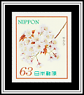 Cherry Blossoms