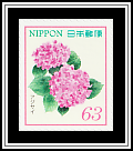 Bigleaf Hydrangea