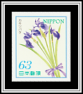 Japanese Iris