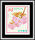 Cherry Blossoms