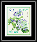 Blue Hydrangea