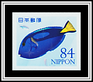 Blue Tang