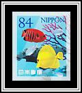 Shepard’s Angelfish Yellow Tang