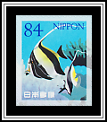 Moorish Idol