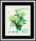 Chrysanthemum