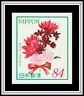 Dahlia, Cosmos