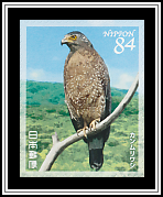 Crested Serpent Eagle
