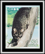 Iriomote Wild Cat