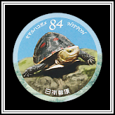 Chinese Box Turtle