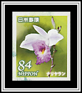 Bamboo Orchid