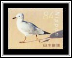 Seagull