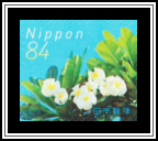 White Frangipani