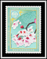 Cherry Blossoms