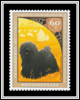 Puli