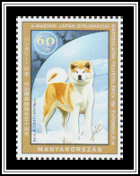 Shiba Inu