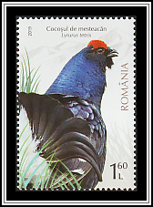 Black Grouse