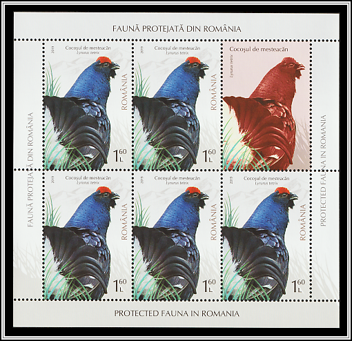 Black Grouse (Lyrurus tetrix)