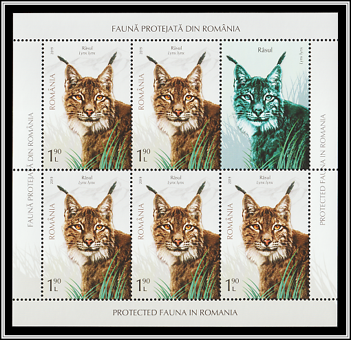 Lynx (Lynx lynx)