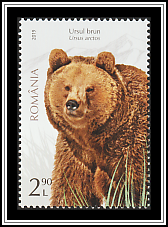 Brown Bear