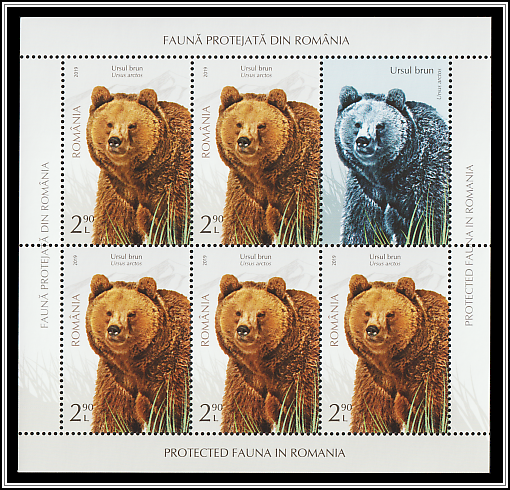 Brown Bear (Ursus arctos)
