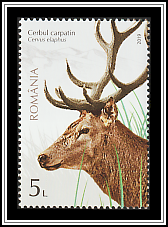 Carpathian Stag