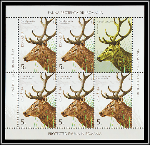Carpathian Stag (Cervus elaphus)