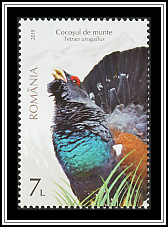 Capercaillie