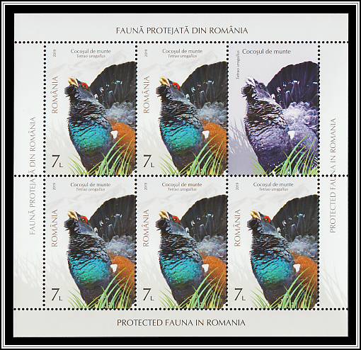 Capercaillie (Tetrao urogallus)