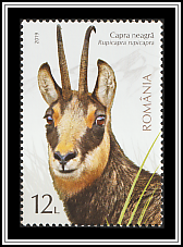 Chamois